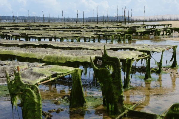 Charting New Waters: Leading Investors in the Blue Economy